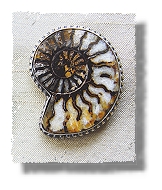 Ammonite Earrings