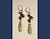 Tourmaline in Quartz Earrings - Mary Hicklin Tourmaline in Quartz Earrings