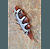 Agate Leaf Brooch Back- Mary Hicklin Agate Leaf Brooch Back